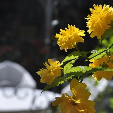 كيتابيفي فندق بورصة